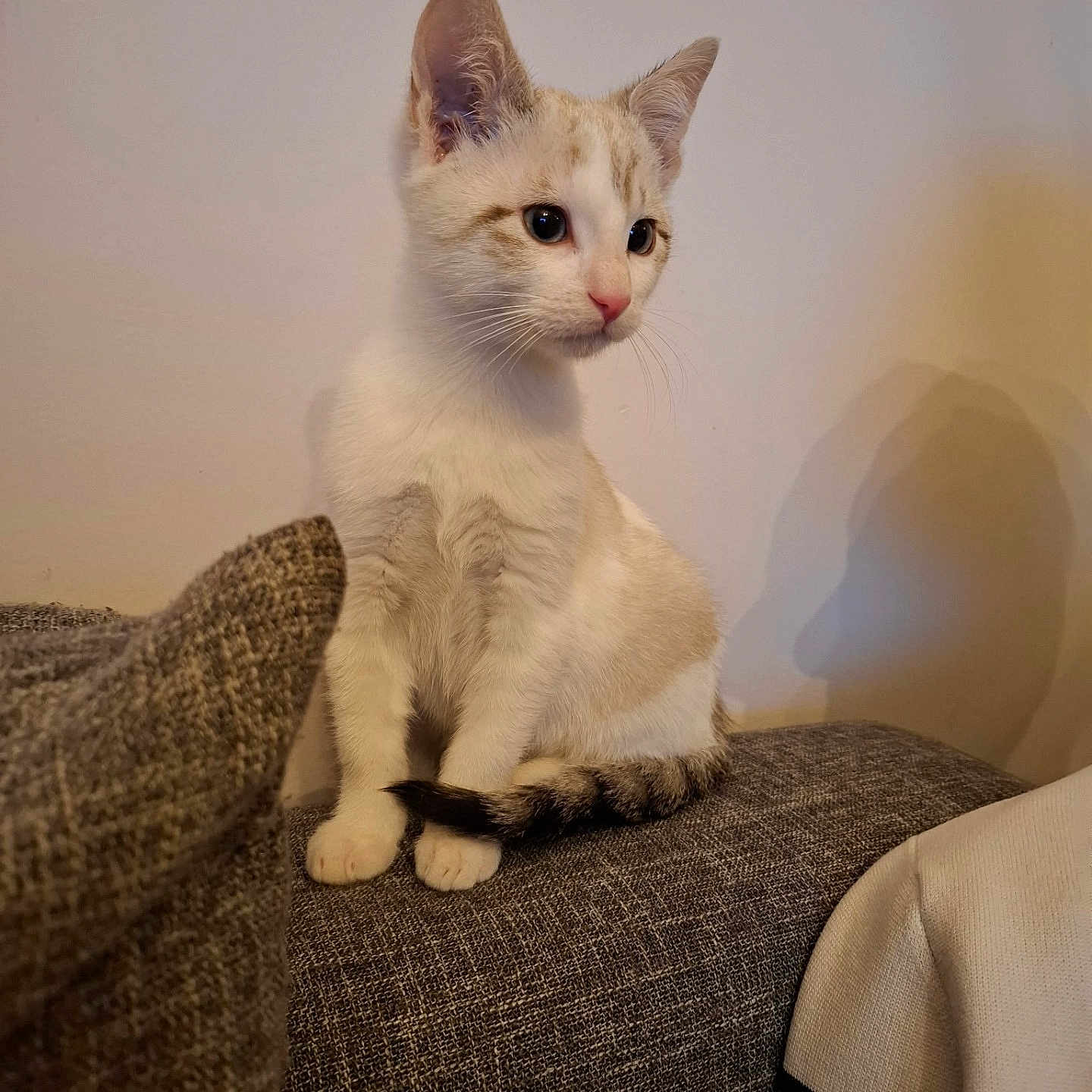 Simba a rejoint le concours — aidez-le/la à gagner de superbes lots ! kitten, cat, pet, indoor, couch, furniture, curious, sitting, fur, tail, shadow, cozy, home, animal, cute, young, whiskers, ears, soft_light, domestic