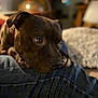 dog, brown_dog, pet, close_up, resting, denim, leg, indoor, blurred_background, warm_lighting, cozy, fur, animal, companion, cute, expressive_eyes, portrait, soft_focus, relaxation, comfort