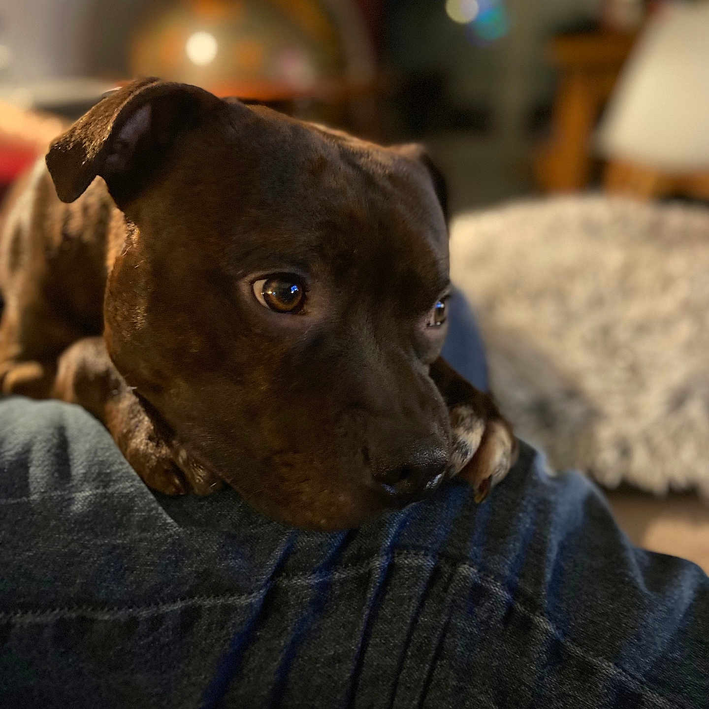 Ulysse participe au concours pour gagner de l'argent avec cette photo : animal, blurred_background, brown_dog, close_up, comfort, companion, cozy, cute, denim, dog, expressive_eyes, fur, indoor, leg, pet, portrait, relaxation, resting, soft_focus, warm_lighting