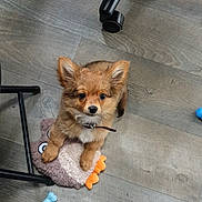Atsu a rejoint le concours — aidez-le/la à gagner de superbes lots ! puppy, dog, toy, plush_toy, floor, wooden_floor, ears, collar, chew_toy, blue_toy, chair_leg, pet, cute, small_dog, indoor, looking_up, brown_fur, adorable, animal, playful