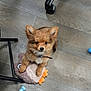 puppy, dog, toy, plush_toy, floor, wooden_floor, ears, collar, chew_toy, blue_toy, chair_leg, pet, cute, small_dog, indoor, looking_up, brown_fur, adorable, animal, playful