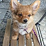 Atsu participe au concours pour gagner de l'argent avec cette photo : dog, puppy, wooden_chair, leash, outdoor, cobblestone, ears, fur, pet, animal, sitting, brown, purple, collar, pavement, people, legs, shoes, table, metal_chair