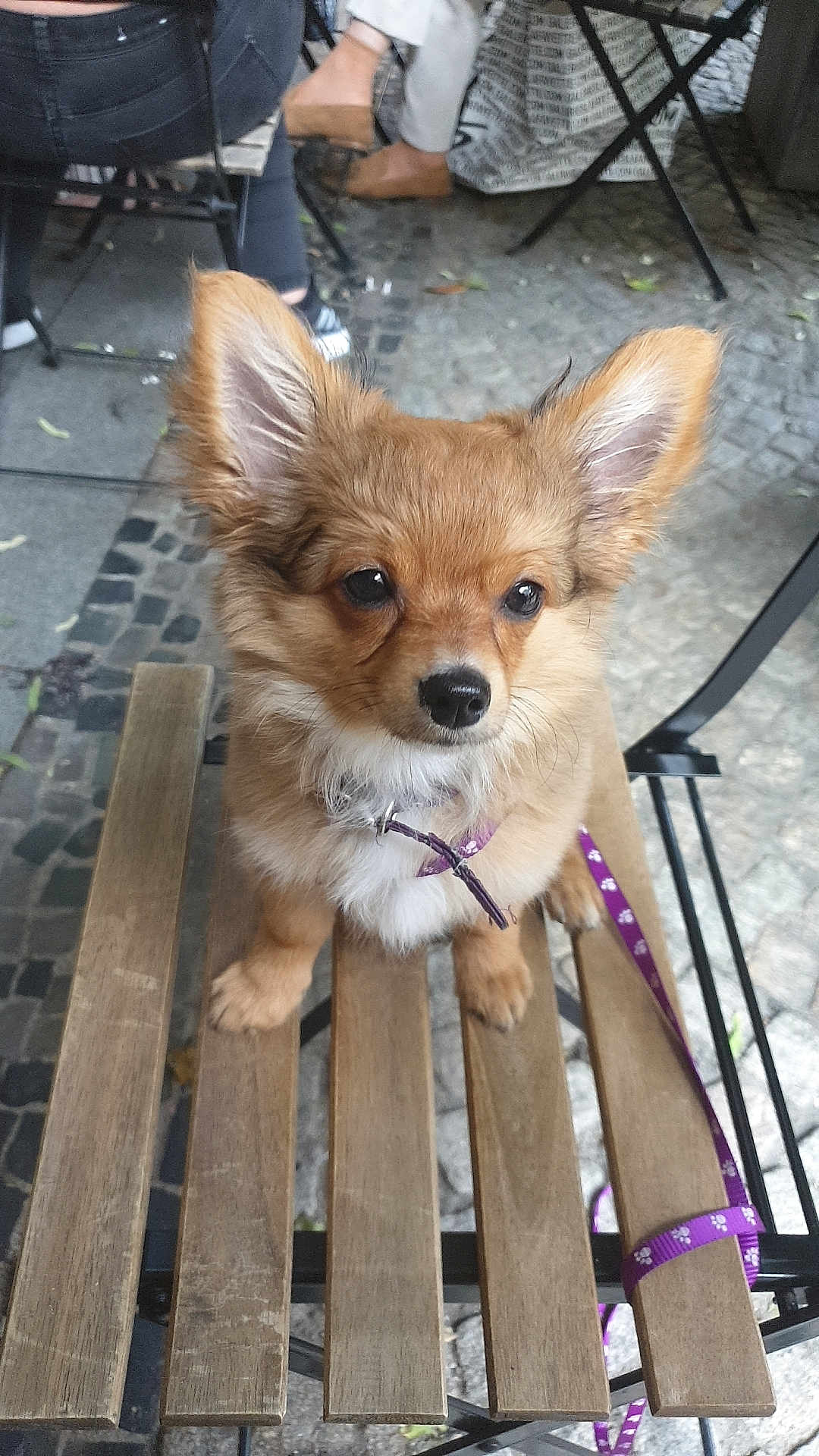 Atsu participe au concours pour gagner de l'argent avec cette photo : dog, puppy, wooden_chair, leash, outdoor, cobblestone, ears, fur, pet, animal, sitting, brown, purple, collar, pavement, people, legs, shoes, table, metal_chair