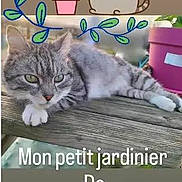 Tom a rejoint le concours — aidez-le/la à gagner de superbes lots ! animal, cartoon_cat, cat, cute, french_text, garden, gray_tabby, green_leaves, heart_emoji, illustration, outdoor, pet, pink, plant, planter, relaxed, resting, text_overlay, watering_can, wooden_surface