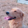 dog, golden_retriever, tongue_out, park, playground, slide, swing, dry_grass, outdoor, pet, canine, happy, animal, fur, nature, daytime, mammal, friendly, close_up, smiling