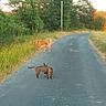 dog, cat, road, grass, trees, nature, outdoor, animal, pets, sunlight, rural, asphalt, greenery, wildlife, curious, sniffing, evening, quiet, peaceful, walking