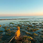 Cosmos a rejoint le concours — aidez-le/la à gagner de superbes lots ! dog, golden_retriever, beach, shoreline, seaweed, rocks, water, ocean, sunset, sky, leash, pet, animal, outdoor, nature, walking, exploring, calm, scenic, happy