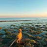 dog, golden_retriever, beach, shoreline, seaweed, rocks, water, ocean, sunset, sky, leash, pet, animal, outdoor, nature, walking, exploring, calm, scenic, happy