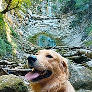 Cosmos a rejoint le concours — aidez-le/la à gagner de superbes lots ! adventure, animal, canine, dog, forest, golden_retriever, greenery, happy, mountainside, nature, outdoors, panting, pet, portrait, rocky, stream, sunlight, tongue, trees, waterfall