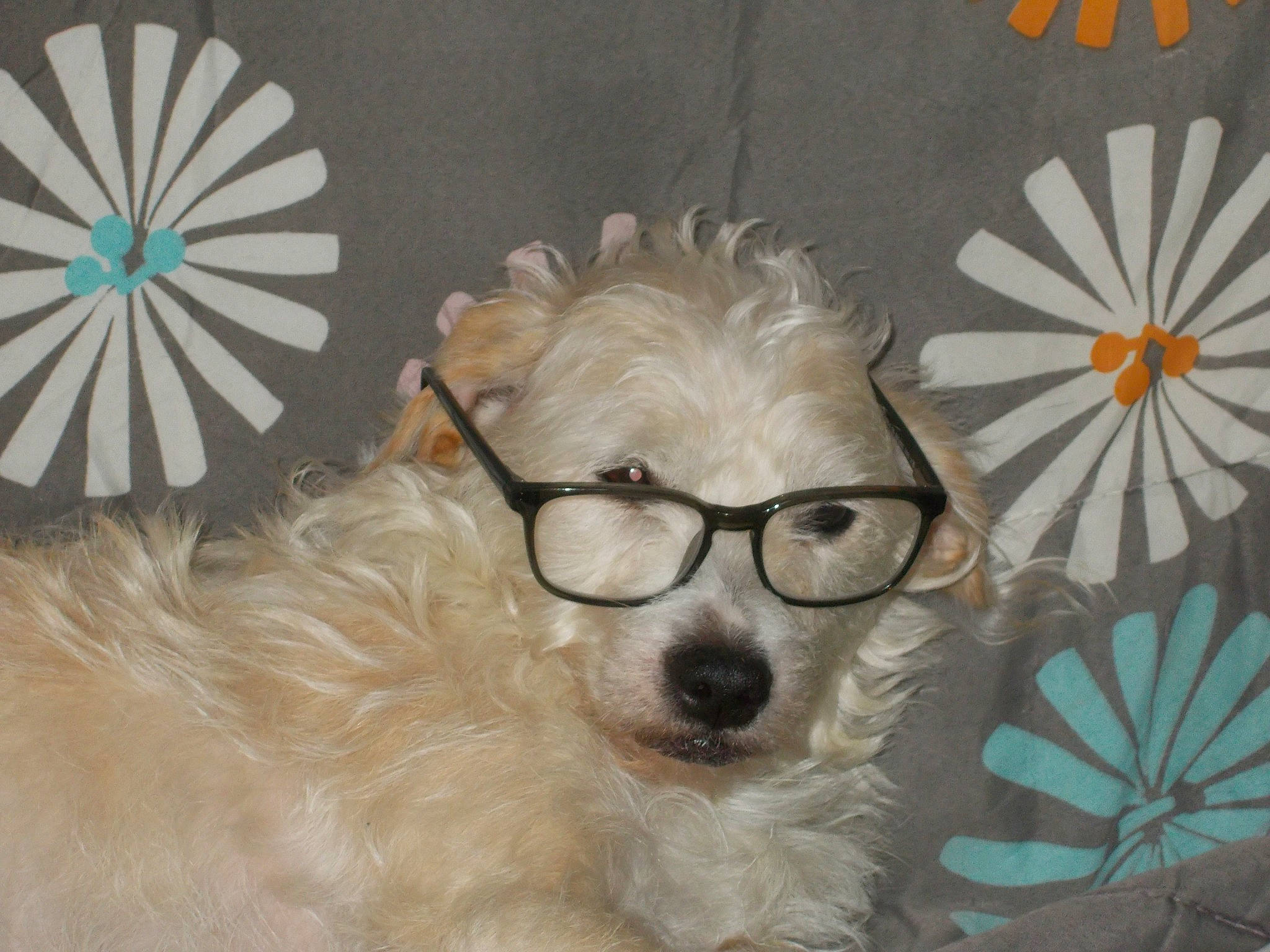 Roxie a rejoint le concours — aidez-le/la à gagner de superbes lots ! canidae, carnivore, companion_dog, dog, dog_breed, eyewear, facial_hair, fashion_accessory, fawn, fur, glasses, goggles, moustache, pattern, snout, sporting_group, sunglasses, toy_dog, vision_care, whiskers