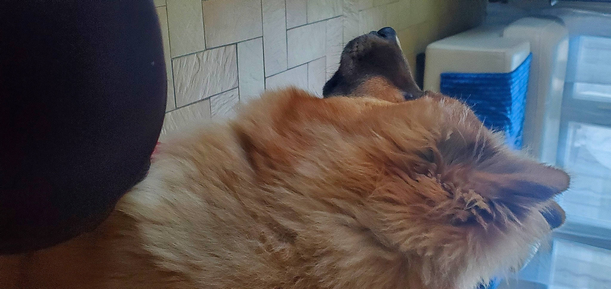 Tango a rejoint le concours — aidez-le/la à gagner de superbes lots ! canidae, carnivore, comfort, companion_dog, dog, dog_breed, fawn, felidae, fur, liver, natural_material, paw, sporting_group, tail, whiskers, working_animal