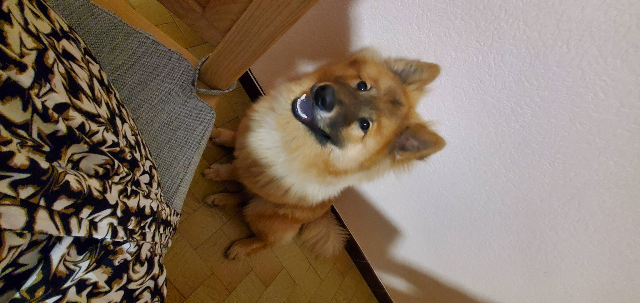 Tango participe au concours pour gagner de l'argent avec cette photo : carnivore, companion_dog, dog, dog_breed, dog_supply, fawn, flooring, fur, german_spitz, german_spitz_klein, german_spitz_mittel, hardwood, pomeranian, snout, spitz, terrestrial_animal, toy_dog, whiskers, wood, working_animal