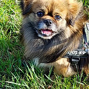 Ijazz participe au concours pour gagner de l'argent avec cette photo : ancient_dog_breeds, canidae, carnivore, chinese_imperial_dog, companion_dog, dog, dog_breed, fawn, grass, liver, mammal, non_sporting_group, plant, pomeranian, puppy, rare_breed_dog, snout, sporting_group, tibetan_spaniel, toy_dog