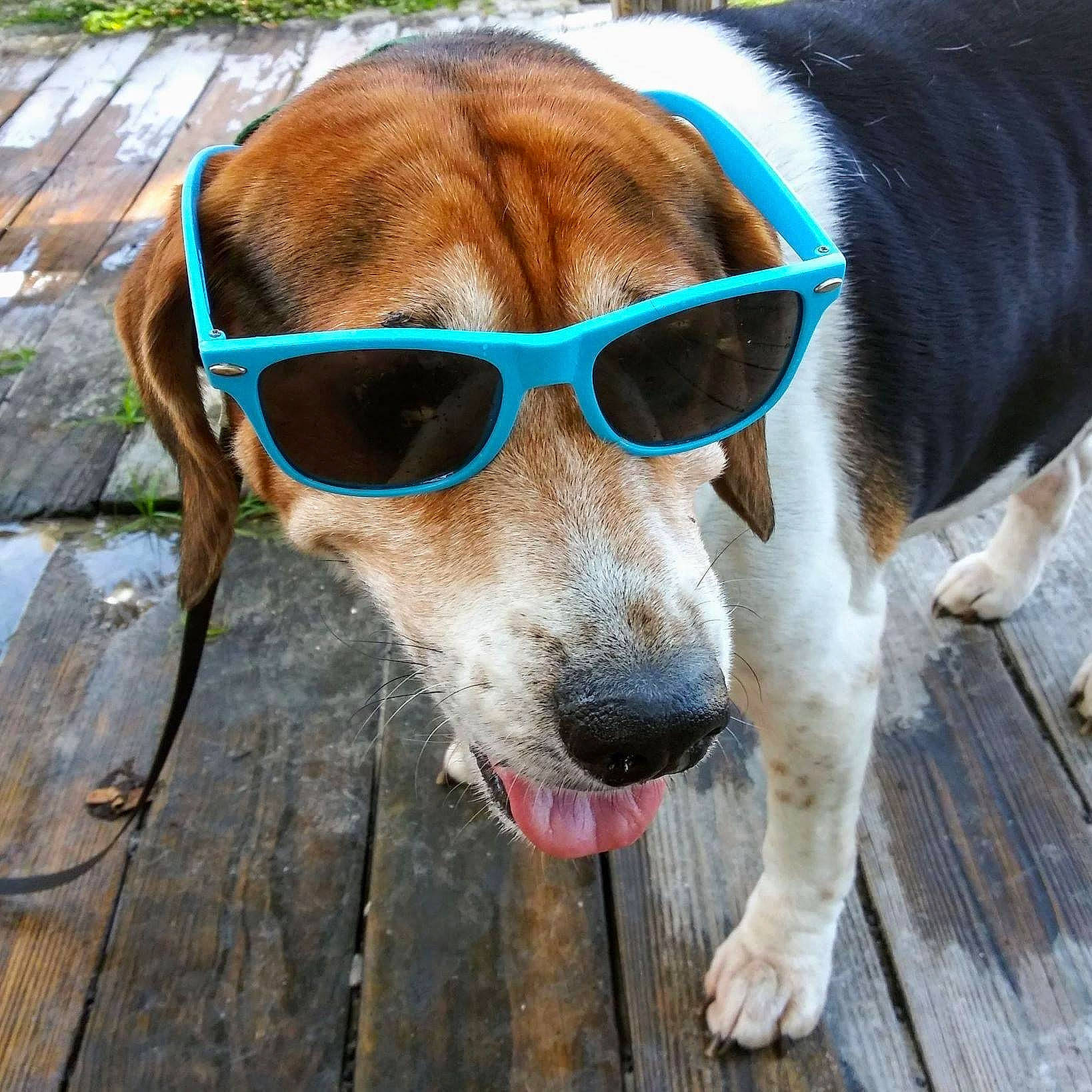 Roscoe joined the competition — help win amazing prizes! canidae, carnivore, collar, companion_dog, dog, dog_breed, dog_collar, eyewear, fawn, glasses, goggles, leash, pet_supply, snout, sporting_group, sunglasses, vision_care, whiskers, wood, working_animal