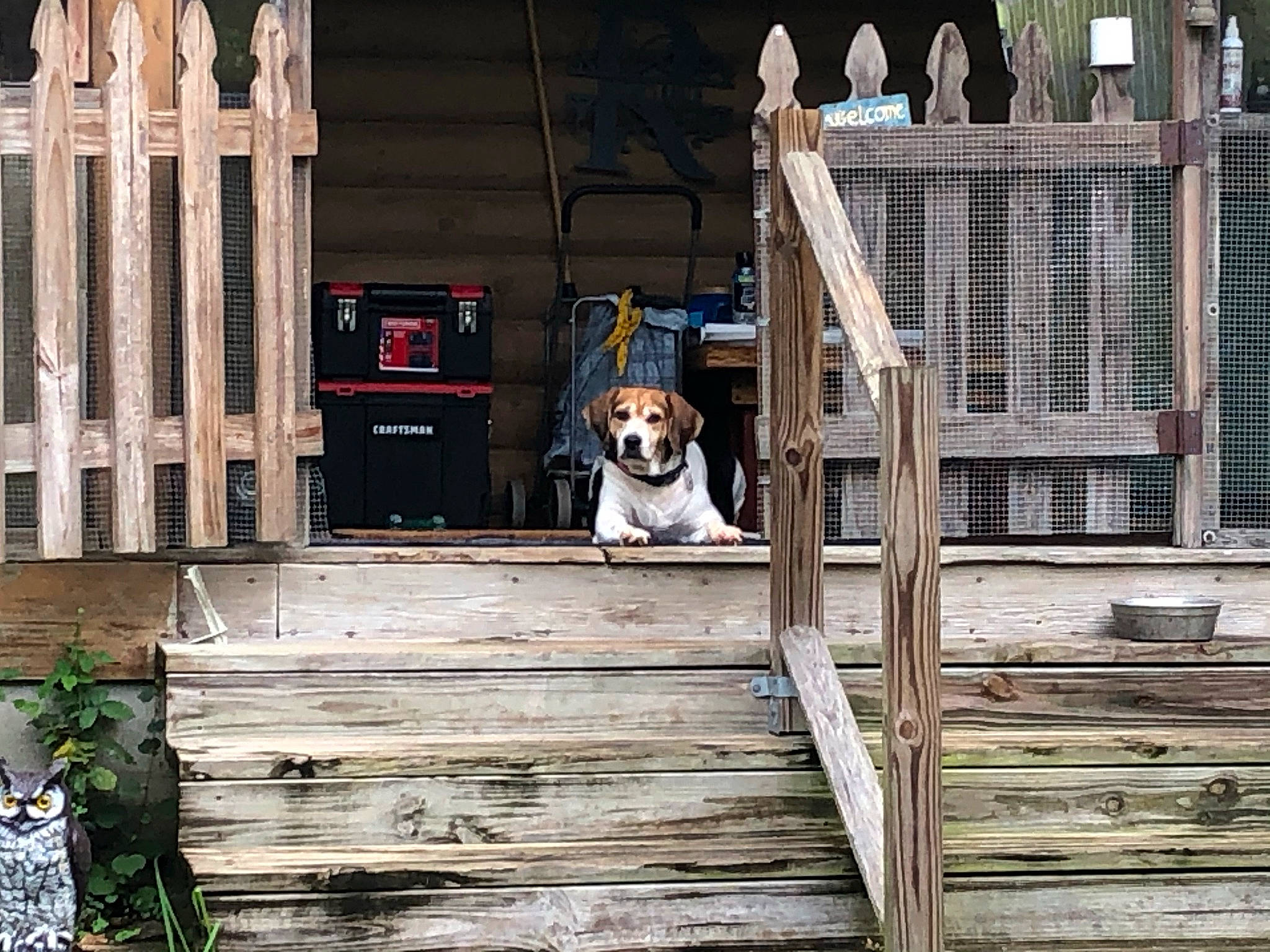 Roscoe is registered to the contest to win money with this photo: art, boardwalk, building, carnivore, companion_dog, deck, dog, dog_breed, door, fawn, handrail, hardwood, house, leisure, plank, plant, porch, siding, wood, working_animal