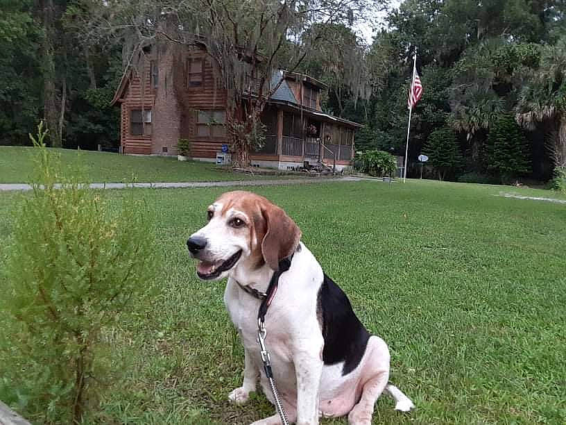 Roscoe joined the competition — help win amazing prizes! beagle_harrier, building, canidae, carnivore, collar, companion_dog, dog, dog_breed, fawn, grass, gun_dog, hound, house, plant, scent_hound, sporting_group, tail, tree, window, working_dog
