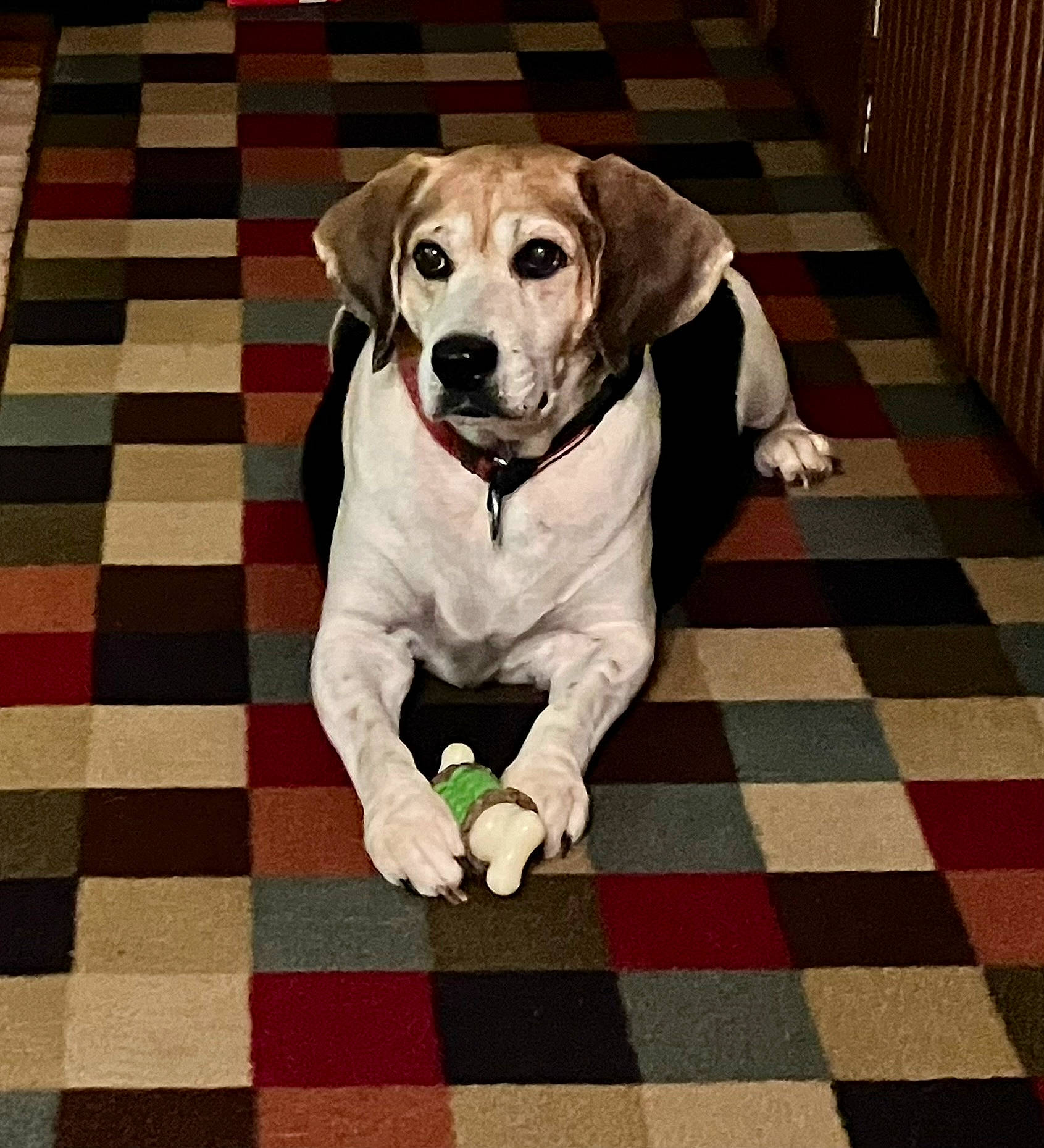 Roscoe joined the competition — help win amazing prizes! canidae, carnivore, collar, companion_dog, dog, dog_breed, dog_collar, dog_supply, fawn, floor, flooring, pattern, pet_supply, rectangle, sleeve, snout, sporting_group, tail, wood, working_animal