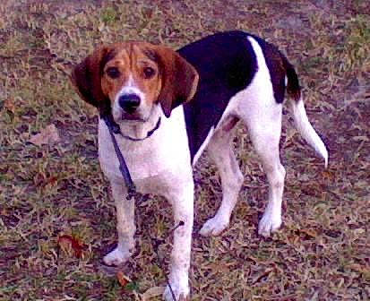 Roscoe is registered to the contest to win money with this photo: canidae, carnivore, collar, companion_dog, dog, dog_breed, fawn, hound, hunting_dog, liver, scent_hound, sporting_group, tail