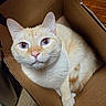 Pi is registered to the contest to win money with this photo: animal, blue_eyes, cardboard_box, cat, close_up, cozy, cream_colored, curious, cute, domestic, feline, fur, indoor, looking_up, paws, pet, portrait, soft_lighting, tail, whiskers