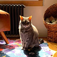 Mika is registered to the contest to win money with this photo: american_shorthair, asian, british_shorthair, carnivore, cat, chartreux, domestic_short_haired_cat, european_shorthair, felidae, fur, furniture, german_rex, kitten, mammal, room, selkirk_rex, small_to_medium_sized_cats, tabby_cat, tail, whiskers
