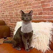 Zinc is registered to the contest to win money with this photo: asian, black_cat, british_shorthair, carnivore, cat, chartreux, domestic_short_haired_cat, european_shorthair, fawn, felidae, german_rex, korat, mammal, nebelung, ojos_azules, russian_blue, small_to_medium_sized_cats, tail, vertebrate, whiskers