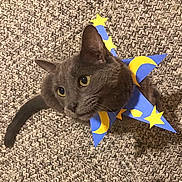 Sufjan is registered to the contest to win money with this photo: british_shorthair, burmese, carnivore, cat, chartreux, domestic_short_haired_cat, felidae, kitten, korat, russian_blue, small_to_medium_sized_cats, tail, whiskers