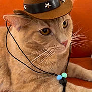 Tobi joined the competition — help win amazing prizes! cat, orange_cat, tabby, pet, animal, cowboy_hat, hat, beads, necklace, whiskers, orange_background, closeup, portrait, cute, feline, indoor, laying_down, curious, domestic_cat, accessory
