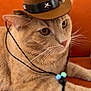 cat, orange_cat, tabby, pet, animal, cowboy_hat, hat, beads, necklace, whiskers, orange_background, closeup, portrait, cute, feline, indoor, laying_down, curious, domestic_cat, accessory
