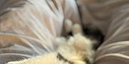 Milo a rejoint le concours — aidez-le/la à gagner de superbes lots ! kitten, cat, pet, animal, fur, whiskers, eyes, bed, blanket, indoor, cute, sleepy, soft, cozy, relaxing, stretching, closeup, portrait, paw, young