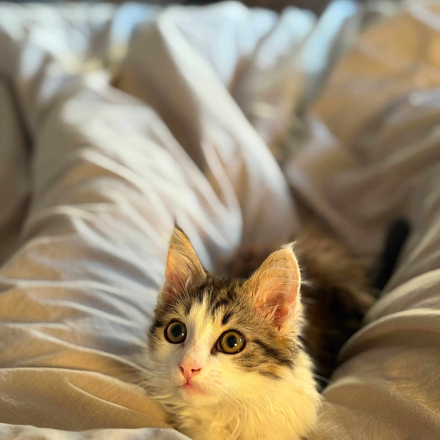Milo participe au concours pour gagner de l'argent avec cette photo : animal, bed, blanket, cat, comfort, cozy, cute, ears, eyes, feline, fur, indoors, kitten, pet, resting, sleepy, soft, warm, whiskers, young