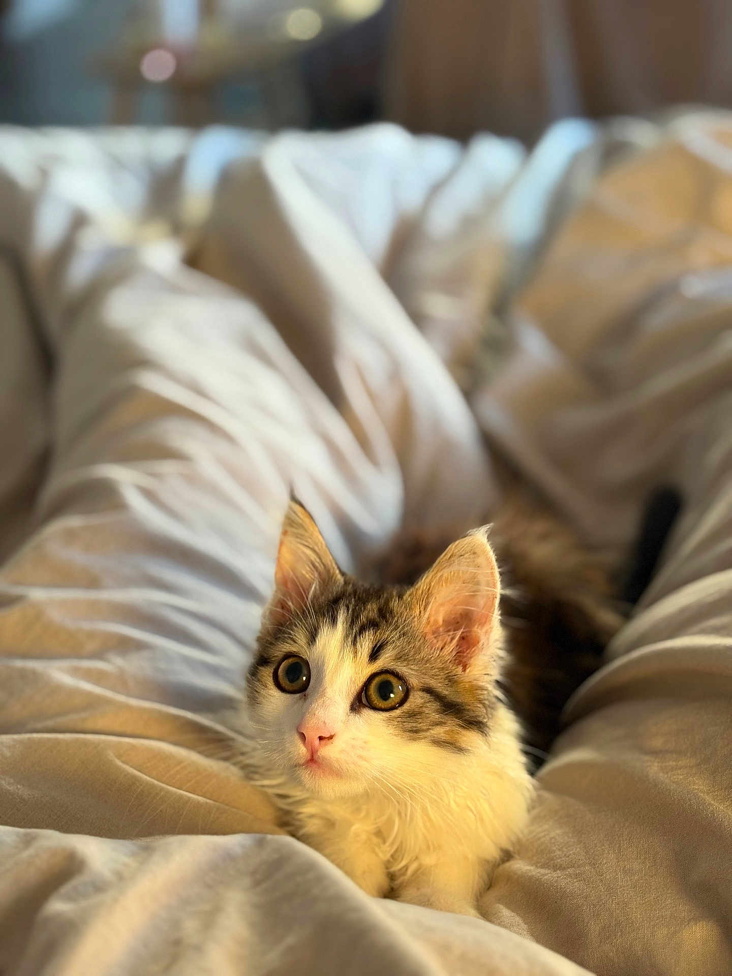 Milo participe au concours pour gagner de l'argent avec cette photo : kitten, cat, pet, animal, fur, cute, bed, blanket, cozy, indoors, soft, sleepy, young, whiskers, ears, eyes, resting, comfort, warm, feline