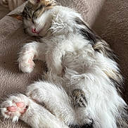 Milo a rejoint le concours — aidez-le/la à gagner de superbes lots ! kitten, sleeping, fluffy, pink_paw_pads, fur, cozy, beige_blanket, resting, pet, animal, cute, domestic_cat, whiskers, relaxed, indoor, closeup, soft_texture, paw, feline, adorable