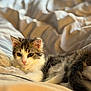 Milo a rejoint le concours — aidez-le/la à gagner de superbes lots ! kitten, cat, pet, animal, fur, bed, blanket, cozy, indoor, cute, young, whiskers, ears, tail, relaxing, soft, sleepy, domestic, feline, comfort