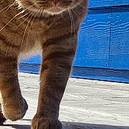 Red is registered to the contest to win money with this photo: cat, orange_tabby, animal, pet, outdoor, wooden_deck, blue_wall, sunlight, whiskers, paw, curious, feline, closeup, walking, texture, daylight, nature, mammal, eyes, fur