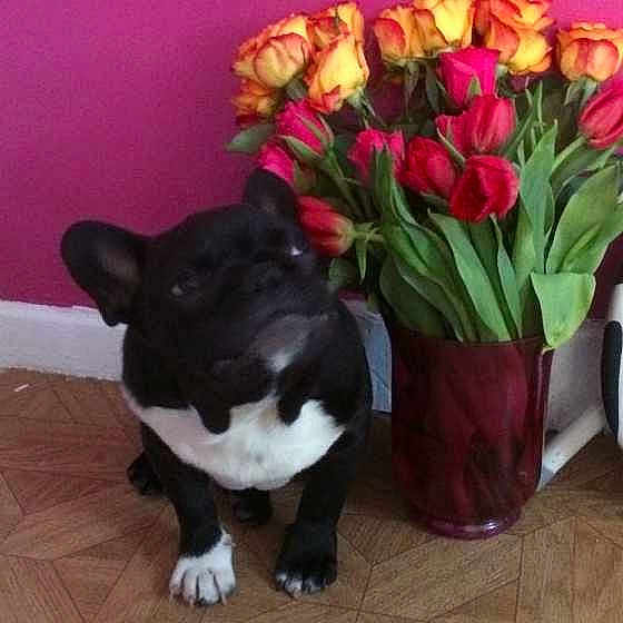 Gizmo is registered to the contest to win money with this photo: