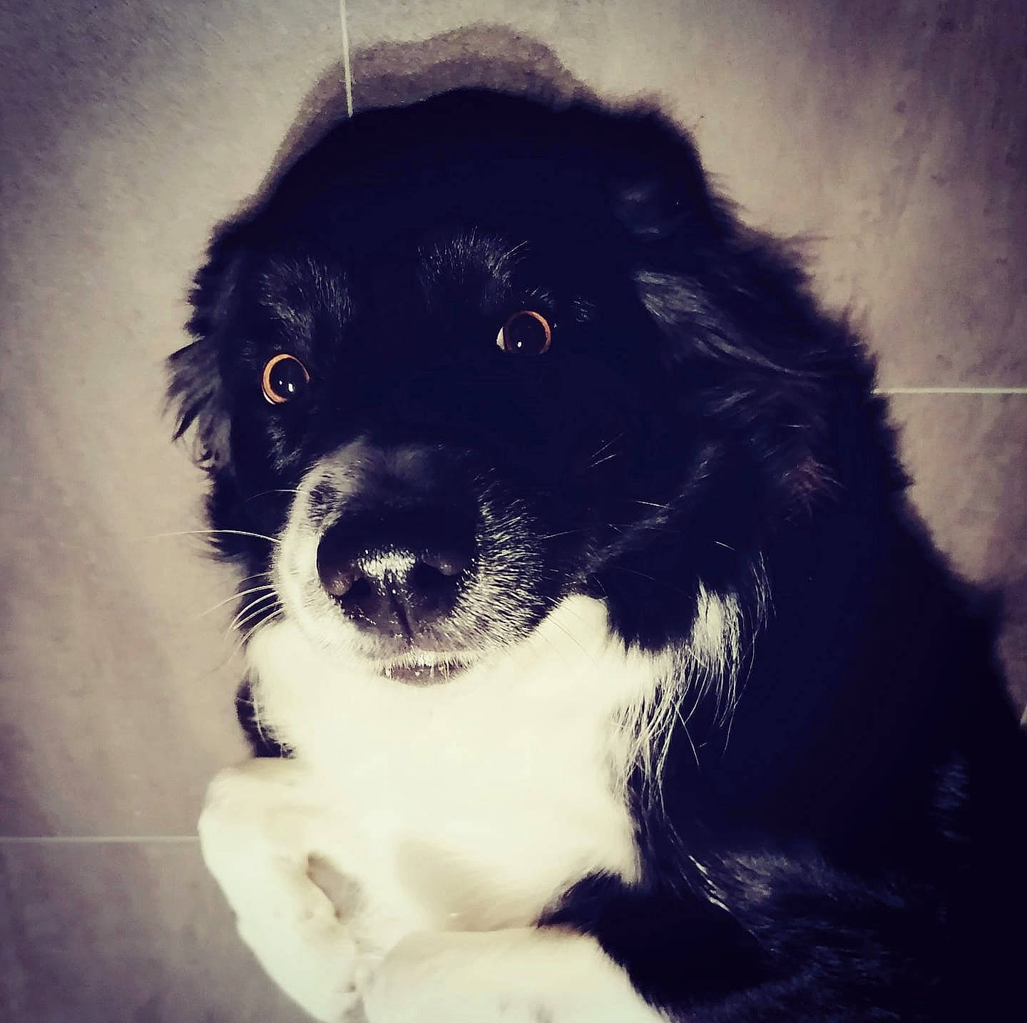 Dolce a rejoint le concours — aidez-le/la à gagner de superbes lots ! borador, border_collie, canidae, carnivore, companion_dog, dog, dog_breed, dog_collar, fur, happy, landseer, non_sporting_group, puppy, sporting_group, square, tints_and_shades, toy_dog, whiskers, working_animal, working_dog