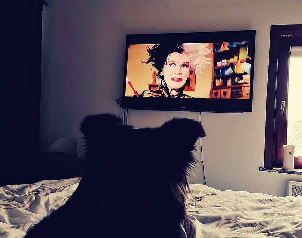 Dolce a rejoint le concours — aidez-le/la à gagner de superbes lots ! art, beauty, bed, bed_frame, carnivore, comfort, display_device, felidae, flooring, interior_design, lamp, living_room, picture_frame, pillow, rectangle, small_to_medium_sized_cats, television, television_set, textile, wall