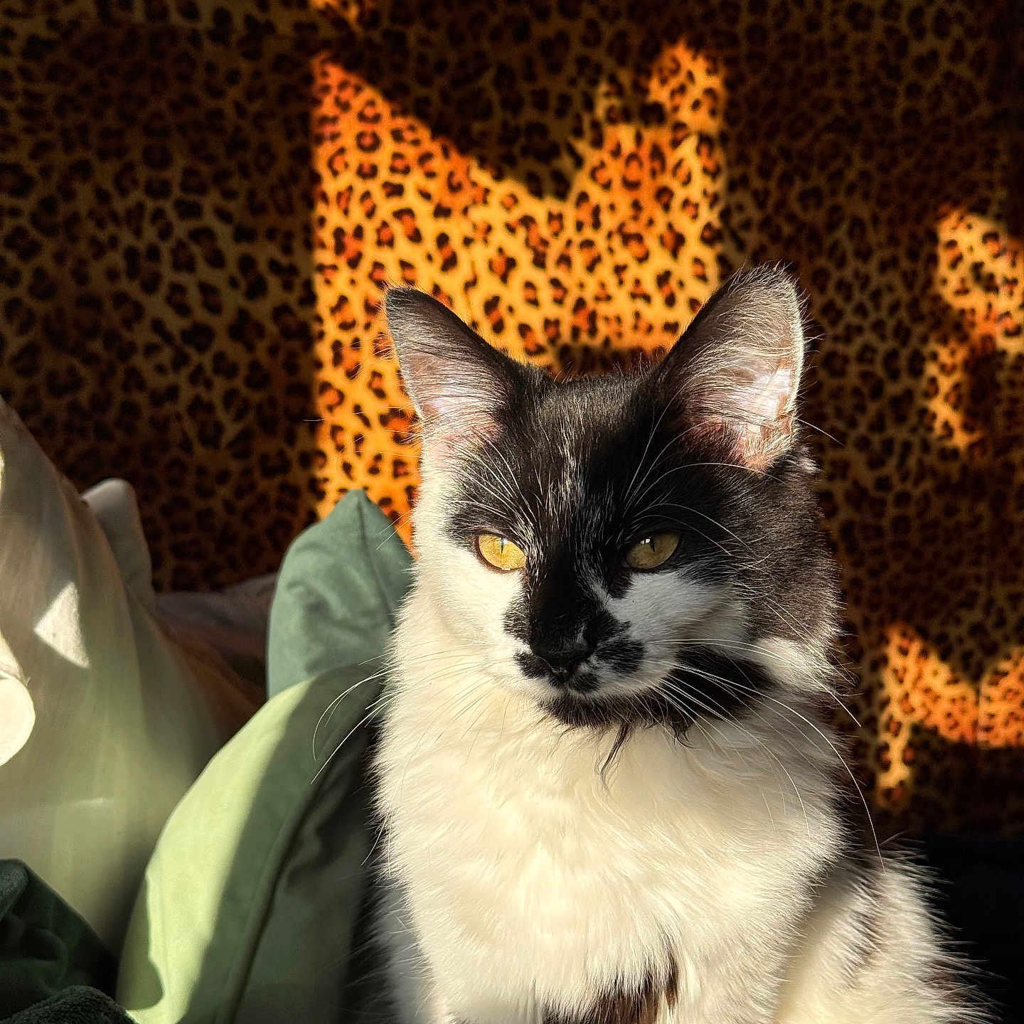 Arlo joined the competition — help win amazing prizes! abyssinian, angora, animal, blanket, cat, chair, couch, cushion, face, furniture, head, homedecor, kitten, manx, person, pet, photography, portrait, siamese, sleeping