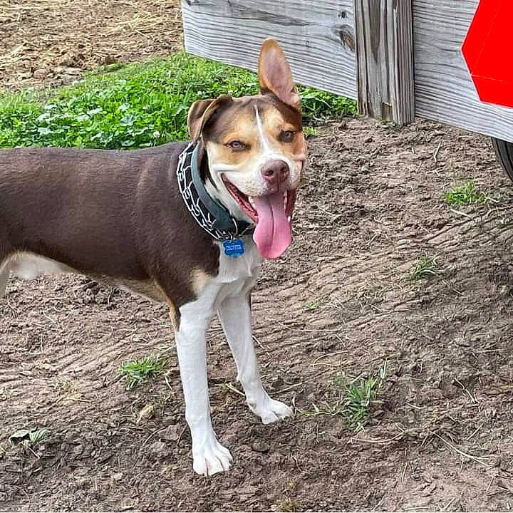 Chopper is registered to the contest to win money with this photo: canidae, carnivore, collar, companion_dog, dog, dog_breed, dog_collar, dog_supply, fashion_accessory, fawn, grass, leash, paw, pet_supply, plant, snout, sporting_group, tail, whiskers, working_animal