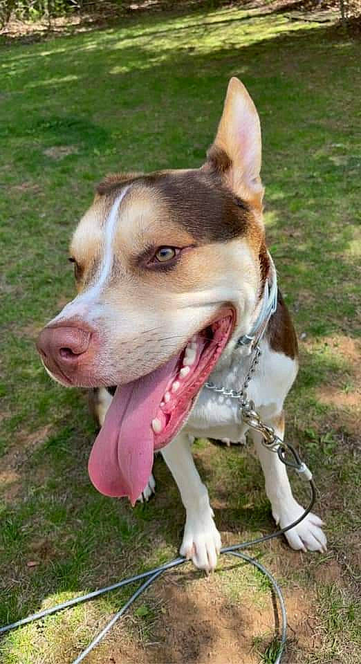 Chopper joined the competition — help win amazing prizes! ancient_dog_breeds, canidae, carnivore, collar, companion_dog, dog, dog_breed, dog_collar, dog_supply, grass, non_sporting_group, plant, sporting_group, terrestrial_animal, whiskers, working_animal, working_dog