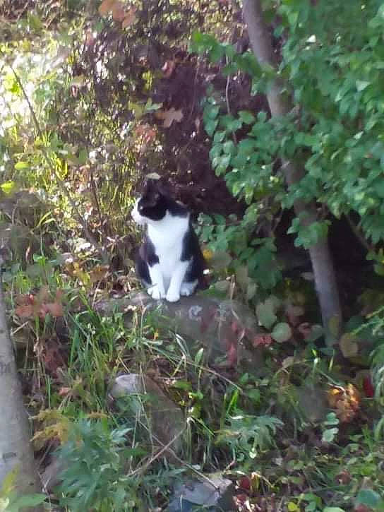 Spike is registered to the contest to win money with this photo: carnivore, cat, domestic_short_haired_cat, fawn, felidae, forest, grass, groundcover, jungle, plant, plant_community, shrub, small_to_medium_sized_cats, subshrub, tail, terrestrial_plant, tree, twig, whiskers, woody_plant