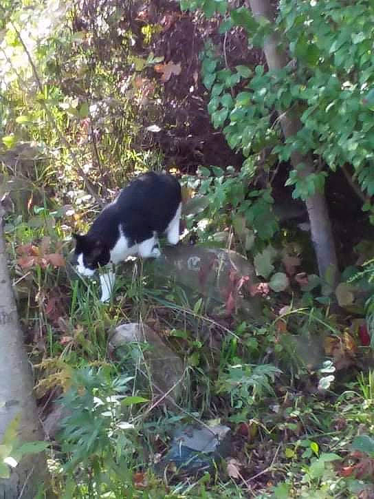 Spike is registered to the contest to win money with this photo: canidae, carnivore, cat, dog_breed, felidae, forest, fur, grass, groundcover, herb, jungle, plant, shrub, small_to_medium_sized_cats, sporting_group, tail, terrestrial_animal, tree, whiskers, wildlife