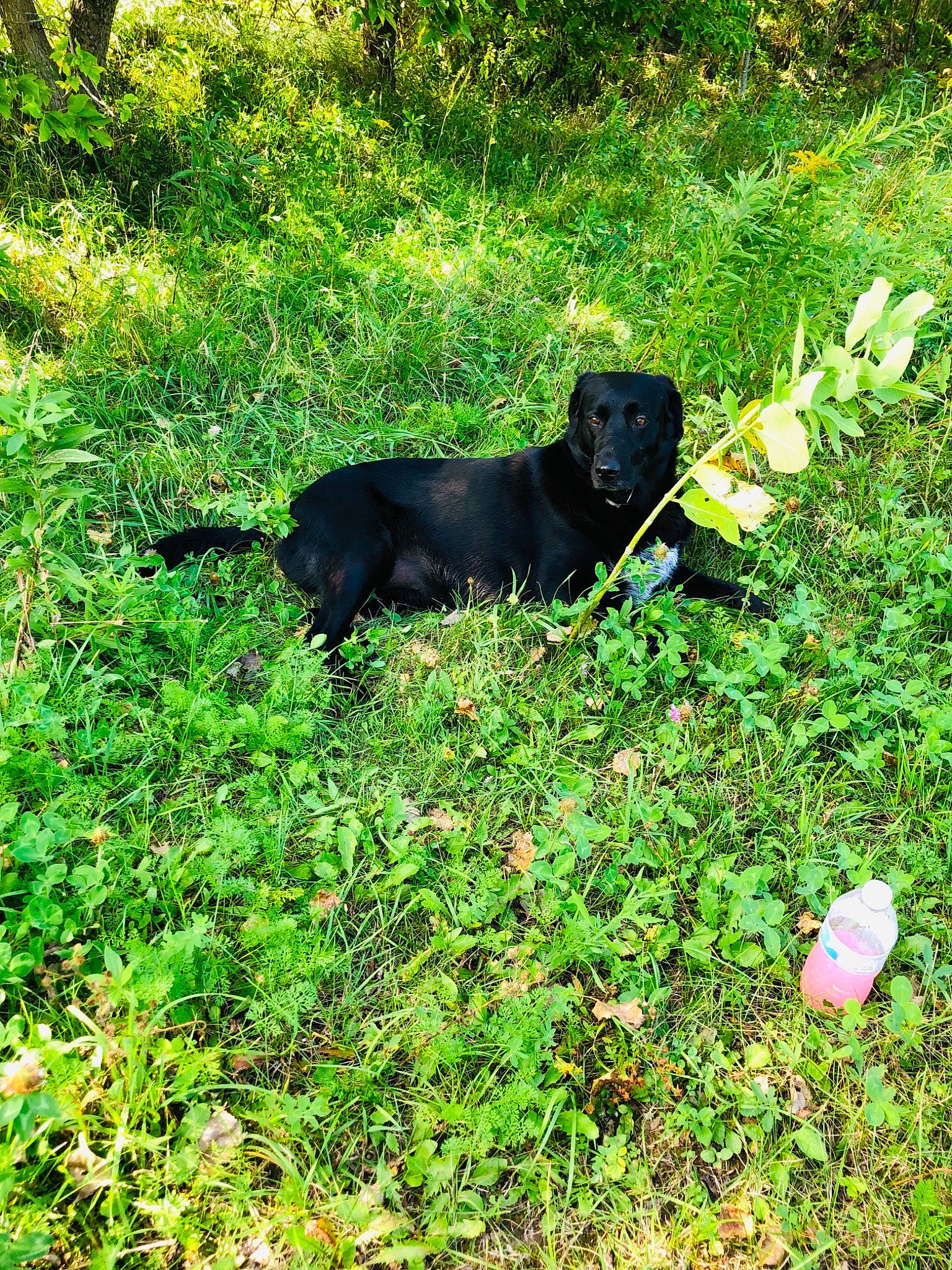 Willow is registered to the contest to win money with this photo: annual_plant, canidae, carnivore, companion_dog, dog, dog_breed, garden, grass, grassland, groundcover, gun_dog, lawn, plant, plant_community, shadow, shrub, soil, sporting_group, tail, working_animal