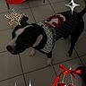 Mady participe au concours pour gagner de l'argent avec cette photo : dog, pet, sweater, indoor, tile_floor, decorative_stickers, black_and_white_dog, christmas_sweater, festive, animal, cute, holiday, floor, paw, domestic_animal, living_room, furniture, footwear, cherry_sticker, sparkle_sticker