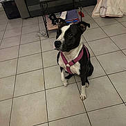 Mady a rejoint le concours — aidez-le/la à gagner de superbes lots ! dog, pet, indoor, tiled_floor, harness, black_and_white, living_room, furniture, couch, coffee_table, household_items, curious, sitting, tile, floor, domestic, animal, companion, attention, casual