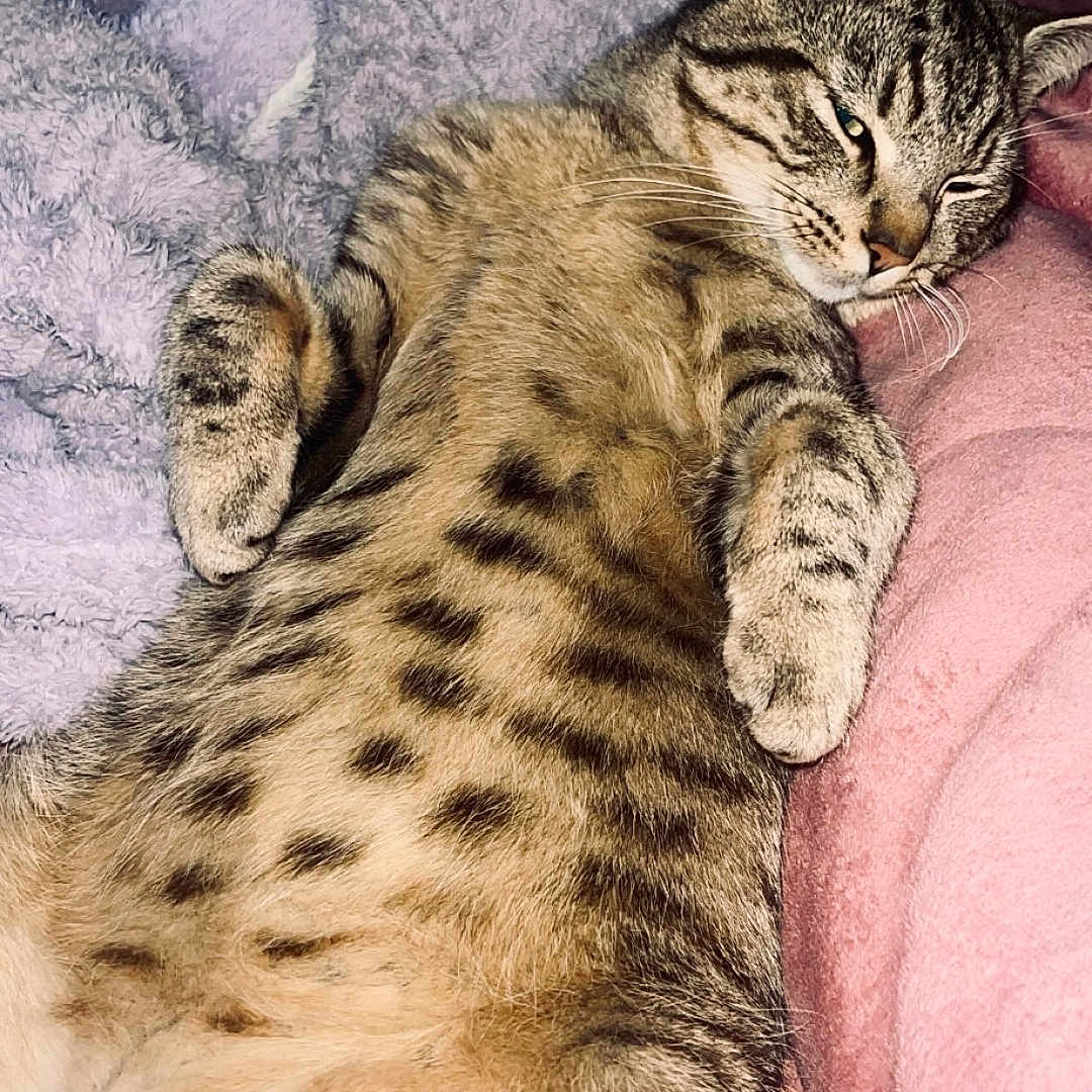 Léo a rejoint le concours — aidez-le/la à gagner de superbes lots ! cat, tabby_cat, lying_down, relaxed, sleepy, cozy, blanket, pink_blanket, gray_blanket, indoor, feline, pet, fur, whiskers, paws, striped, spotted, resting, cute, animal