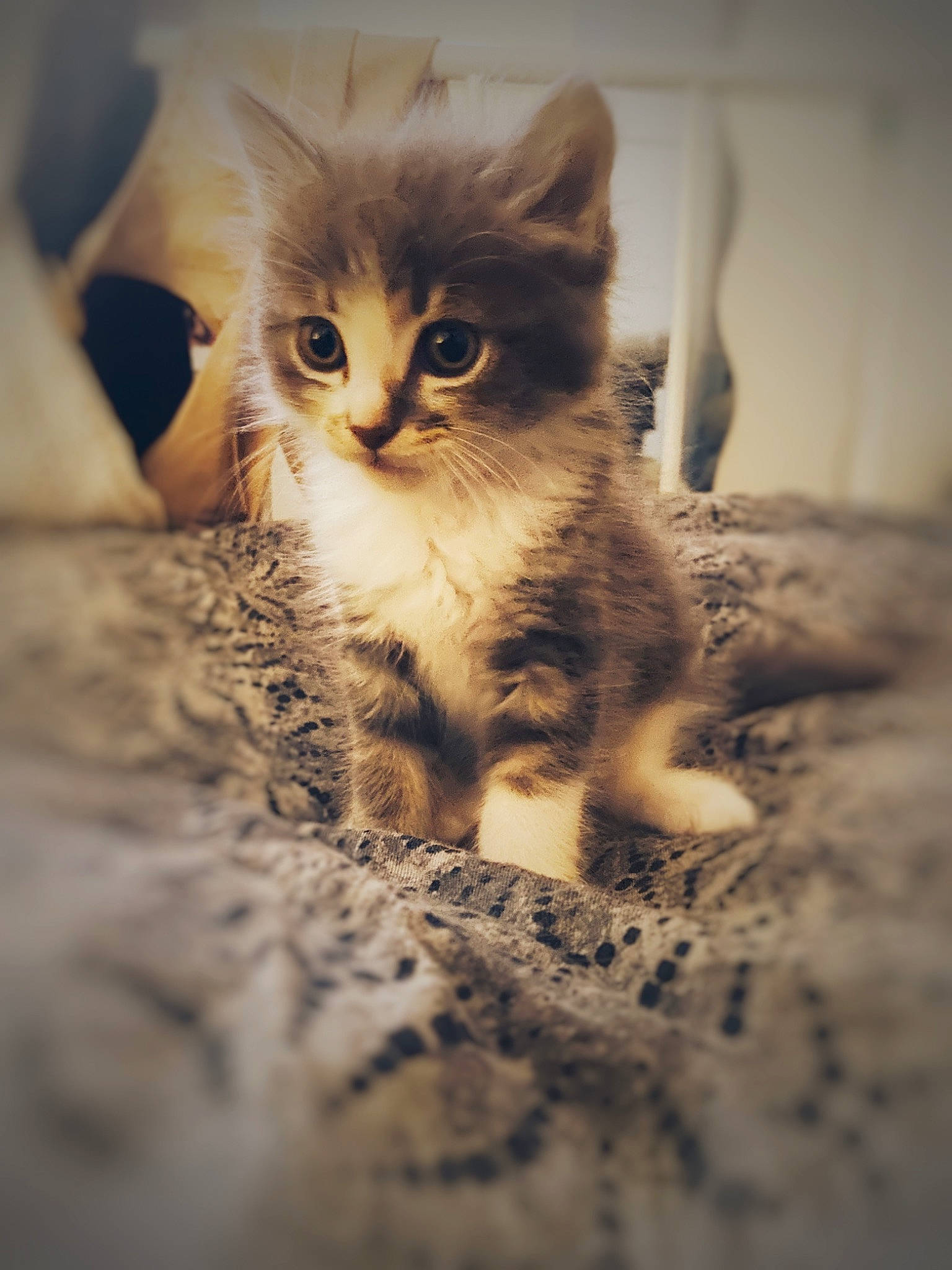 Paco participe au concours pour gagner de l'argent avec cette photo : box, carnivore, cat, claw, comfort, domestic_short_haired_cat, fawn, felidae, flooring, fur, paw, sitting, small_to_medium_sized_cats, snout, soil, tail, terrestrial_animal, whiskers, window, wood