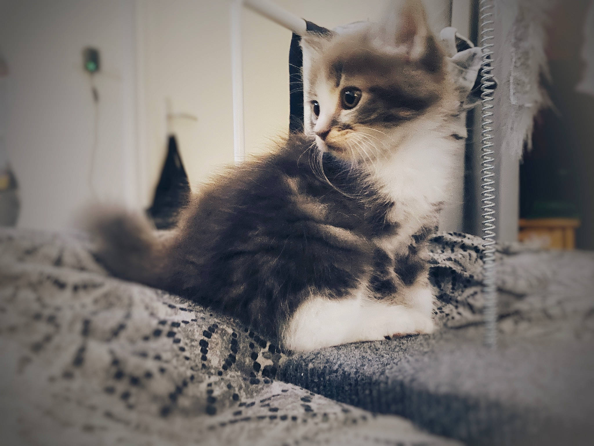 Paco participe au concours pour gagner de l'argent avec cette photo : black_and_white, carnivore, cat, claw, comfort, domestic_short_haired_cat, fawn, felidae, fur, grey, monochrome, monochrome_photography, paw, shadow, sitting, small_to_medium_sized_cats, snout, still_life_photography, tail, whiskers