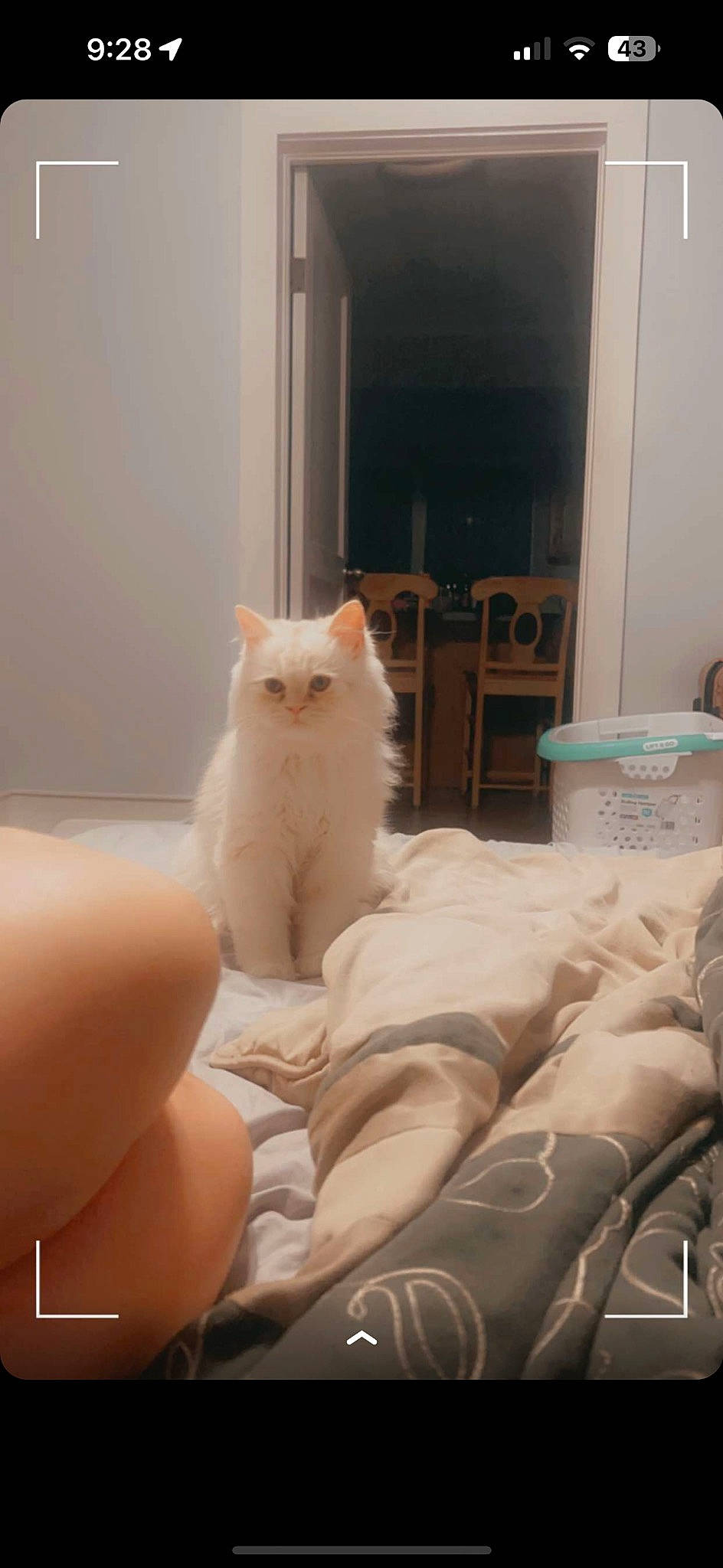 Dolcé is registered to the contest to win money with this photo: carnivore, cat, chair, comfort, fawn, felidae, flooring, fur, hardwood, human_leg, linens, peach, room, sitting, small_to_medium_sized_cats, tail, whiskers, wood