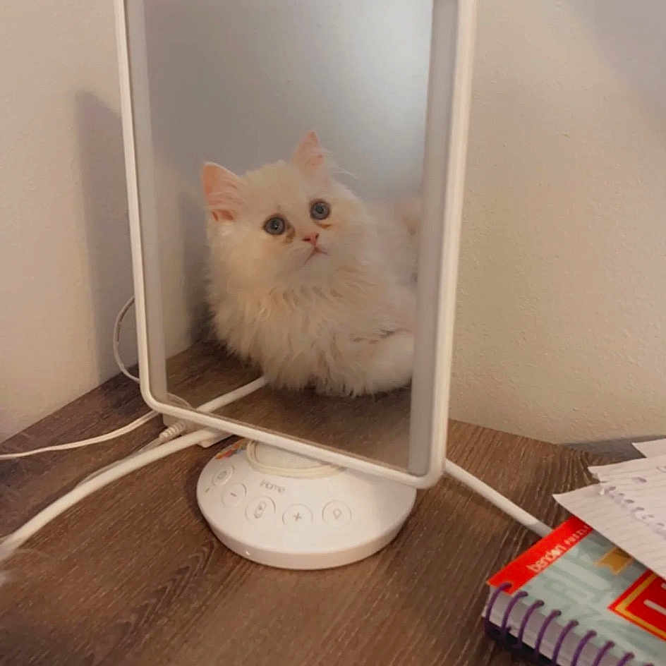 Dolcé joined the competition — help win amazing prizes! carnivore, cat, domestic_short_haired_cat, fawn, felidae, flooring, fur, hardwood, plywood, publication, room, shelf, small_to_medium_sized_cats, tail, whiskers, wood, wood_flooring, wood_stain